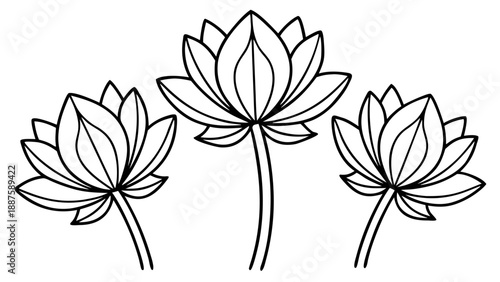 Vector illustration of line art featuring lotus flowers