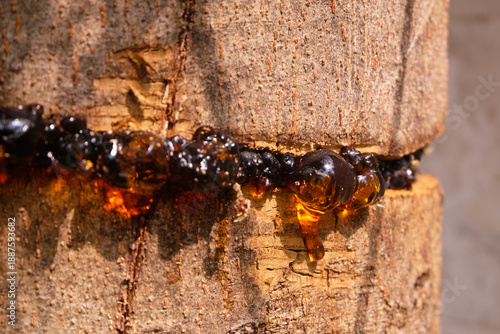 Foto The sap that comes out of the cracks in the tree.
