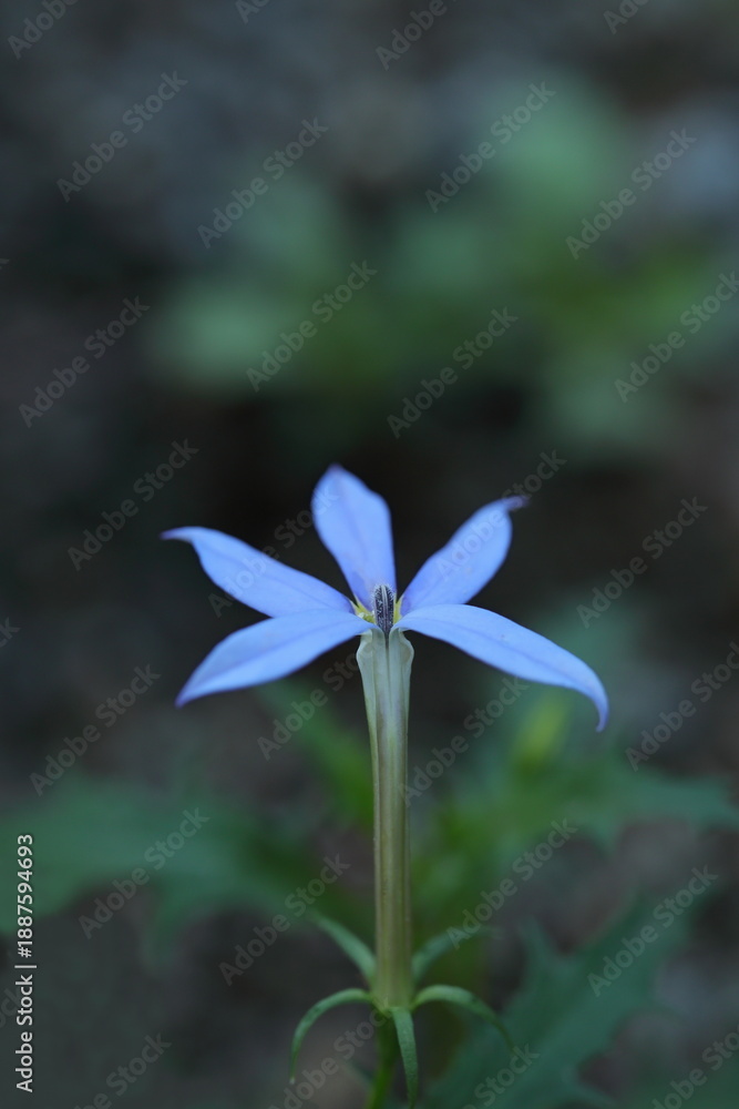 Obraz premium 野に咲く水色のイソトマ