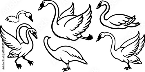 A collection of stylized illustrations featuring swans in various poses and actions against a transparent background. The swans are primarily white with hints of gray and detailed textures to simulate