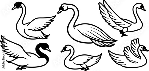 A collection of stylized illustrations featuring swans in various poses and actions against a transparent background. The swans are primarily white with hints of gray and detailed textures to simulate