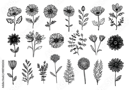 Collezione di disegni botanici a inchiostro di fiori e foglie, stile schizzo vintage su sfondo trasparente.