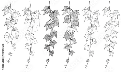 Conjunto de ilustrações vetoriais de hera pendente em estilo esboço com fundo transparente para design.