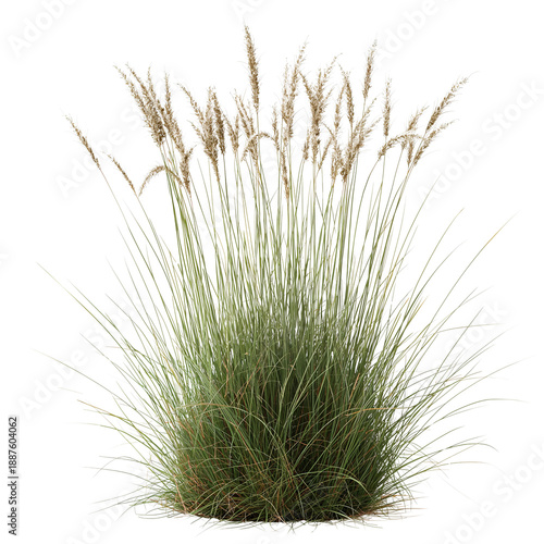 Photorealistic Wild Grass Clump Isolated Study