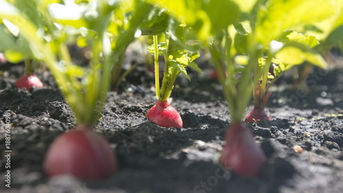Growing radishes. Close-up. Radishes growing in open ground in the sun.