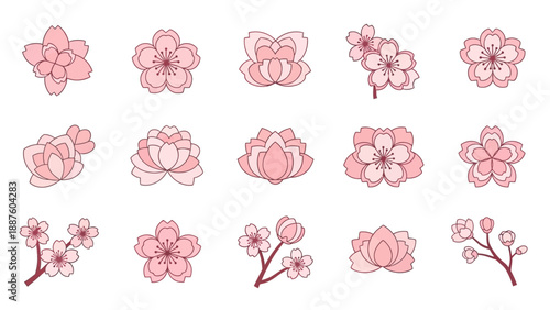 Set of delicate pink cherry blossoms and lotus flowers collection, vector illustration