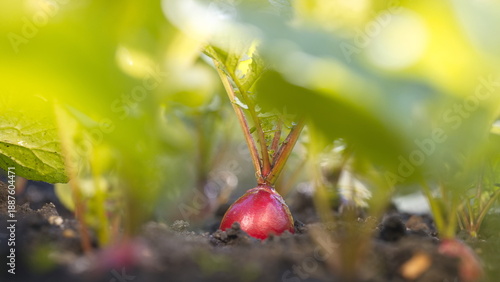 Growing radishes. Close-up. Radishes growing in open ground. 