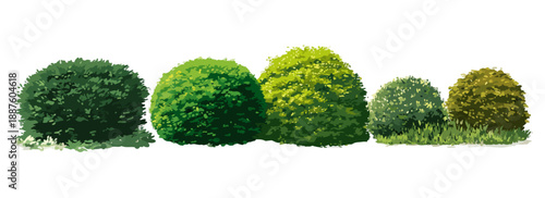 Gruppo di arbusti ornamentali potati a forma sferica con sfondo bianco trasparente per composizioni
