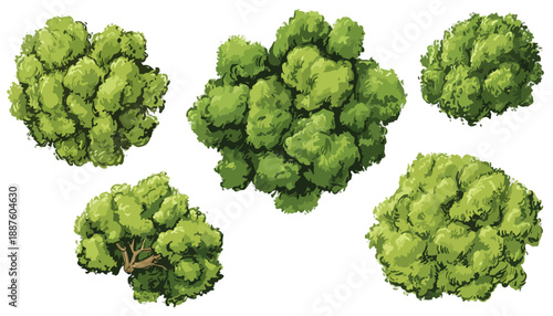 Conjunto de cinco arbustos verdes dibujados en vista superior con fondo transparente para diseño