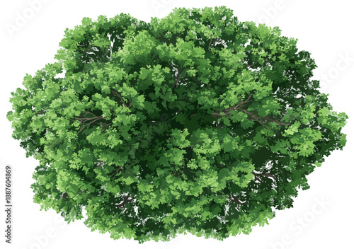 Vista aerea dall'alto di una chioma d'albero verde rigogliosa con sfondo trasparente, isolata per progetti grafici.