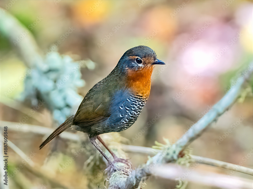 Obraz premium Small colorful forest bird perched on a mossy branch in natural habitat