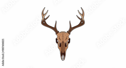 A detailed illustration of a deer skull with antlers on a white background, showcasing a realistic and earthy tone.
