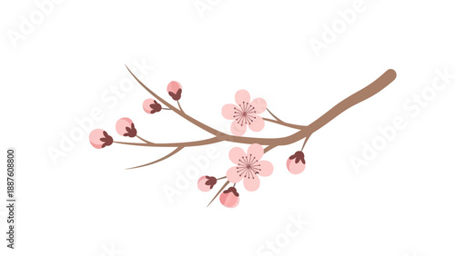 Delicate pink cherry blossom branch with buds on a white background