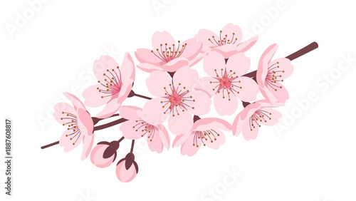 Delicate Pink Cherry Blossom Branch with Buds on White Background