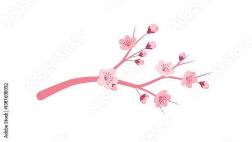 Delicate Pink Cherry Blossom Branch with Buds on White Background
