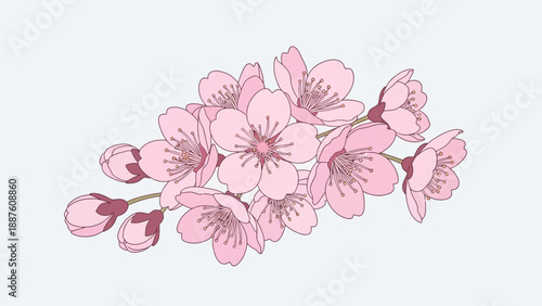 Delicate Pink Cherry Blossom Branch with Buds, Spring Floral Illustration