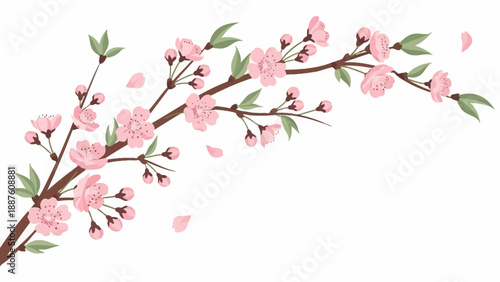Delicate Pink Cherry Blossom Branch with Falling Petals on White Background
