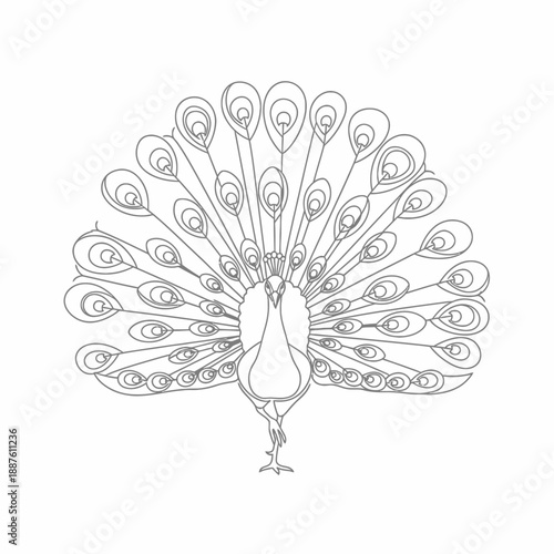 Detailed line art drawing of a peacock with its elaborate tail feathers fanned out in a symmetrical display, ready for coloring.