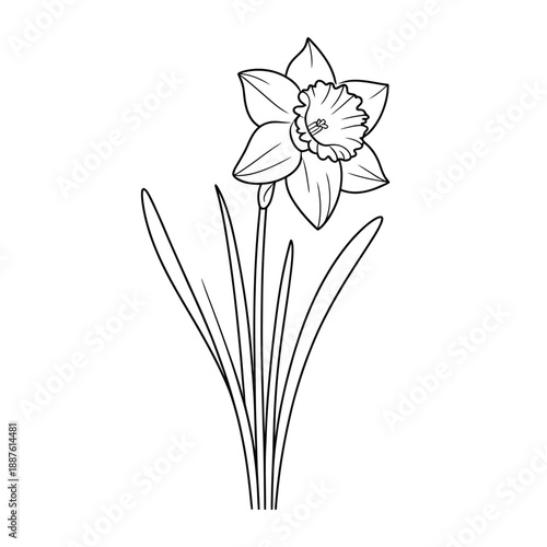 White Daffodil Flower with Green Leaves Line
