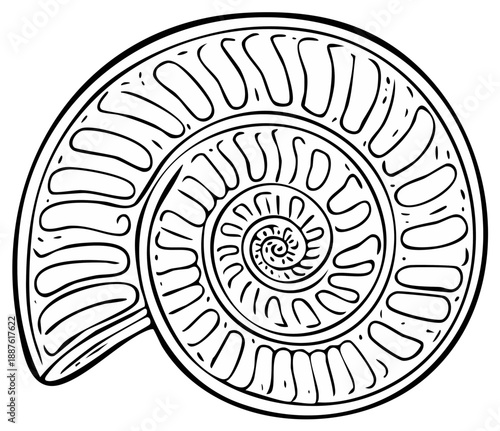 Vector line art illustration of a prehistoric spiral ammonite fossil shell