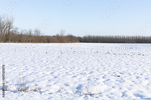 Snowy agricultural field with tree line in distance