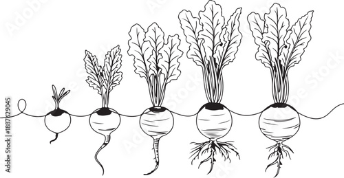 Beetroot Life Cycle Illustration