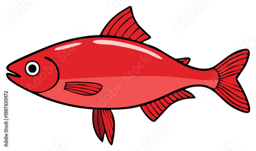 Illustration of a red colored fish with black outline and fins isolated on a white backdrop representing aquatic animal and marine life