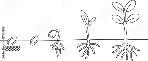 Stages of Plant Growth from Seed to Seedling