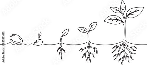 Plant Life Cycle Diagram
