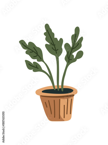 fresh green houseplant in decorative pot