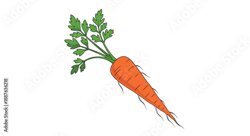 Bright orange carrot root with fresh green leafy tops illustrated in a hand drawn style isolated on a white background.