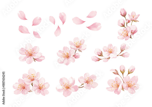桜の水彩イラストセット 花と花びら素材