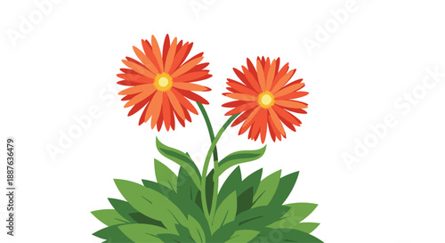 Pair of orange gerbera daisy flowers with green leaves growing together isolated on a white background for nature themes.