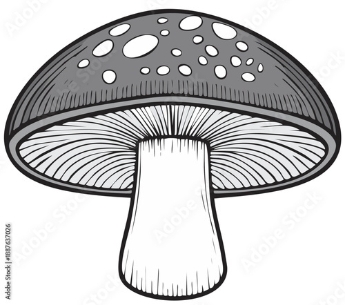 Detailed illustration of a gray mushroom with white spots in a vintage style.