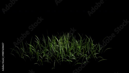 Dry grass gently blowing in the wind animation with alpha channel and transparent background