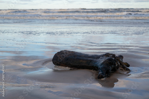 Old Driftwood Log on Frozen Baltic Sea Beach in Ustka, Poland