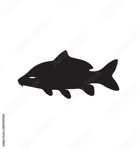  Rounded Body Barbel Fish