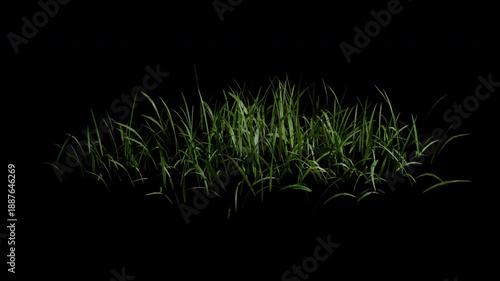 Dry grass gently blowing in the wind animation with alpha channel and transparent background