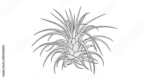 Monochrome drawing of a plant with leaves on white background