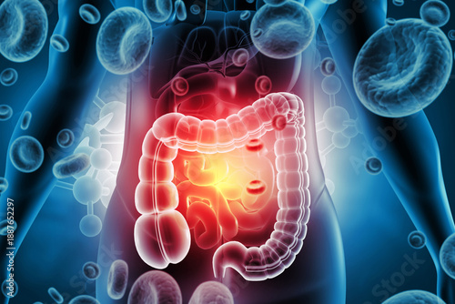 3D Anatomical Render of the Human Large Intestine and Digestive System on Clinical Background. 3d illustration