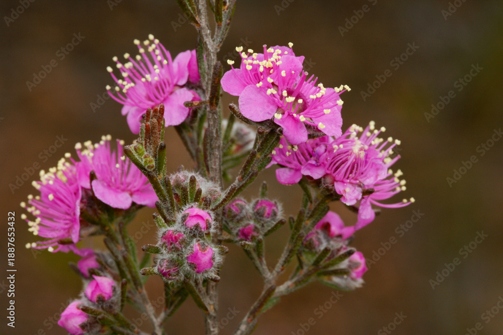 Fototapeta premium Pink flowers of the Mountainbush (Kunzea affinis) in natural habitat, Southwest Western Australia