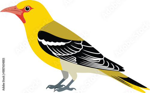 Oriole bird vector illustration with yellow plumage black wings and red facial markings art