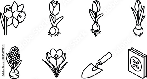 Line art flat icon set of spring flower bulbs daffodil tulip crocus hyacinth with planting trowel seed packet close up top view minimal black outline clean
