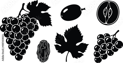 Flat design detailed grape cluster and leaf vector art black silhouette bunch of grapes with raisin and seed view close up showing stem and vine texture