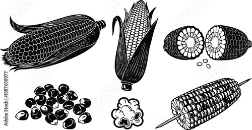 Engraving style close up corn cobs and kernels set including husked ear sliced halves popcorn and skewered roasted corn on stick illustration in black and white