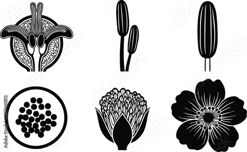 Minimalist line art botanical icons set showing seed pod stamen anther pistil round seed cluster protea flower and five petal blossom in flat vector silhouette collection