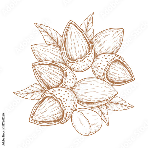 Realistic almond nuts vector illustration isolated on white background for food and snacks design