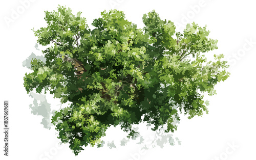 Widok z góry na gęste, zielone korony drzewa z cieniem na przezroczystym tle, idealne do wizualizacji krajobrazu.