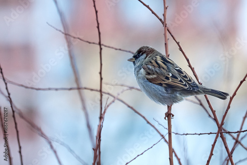 City sparrow in the branches of a winter tree close-up