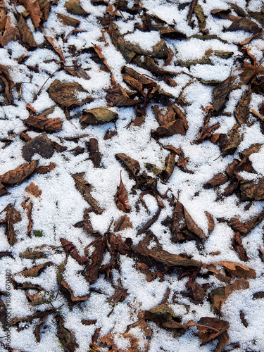Natural texture of withered autumn leaves in snow. Sad mood